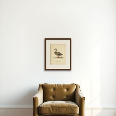 Antique Bird Print of a Female Domestic Duck by Von Wright, '1929', shown framed on a wall