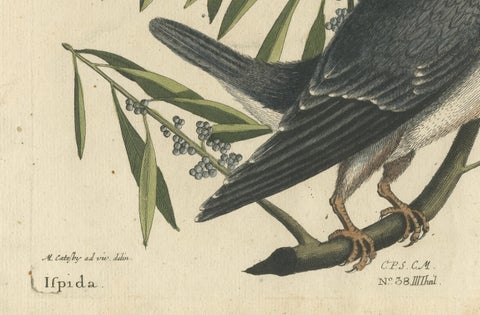 Hand-Colored Engraving of the Kingfisher by Johann Michael Seligmann, ca.1770, close-up 1