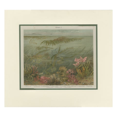 Antique Print of Various Algae by Meyer 'c.1895'