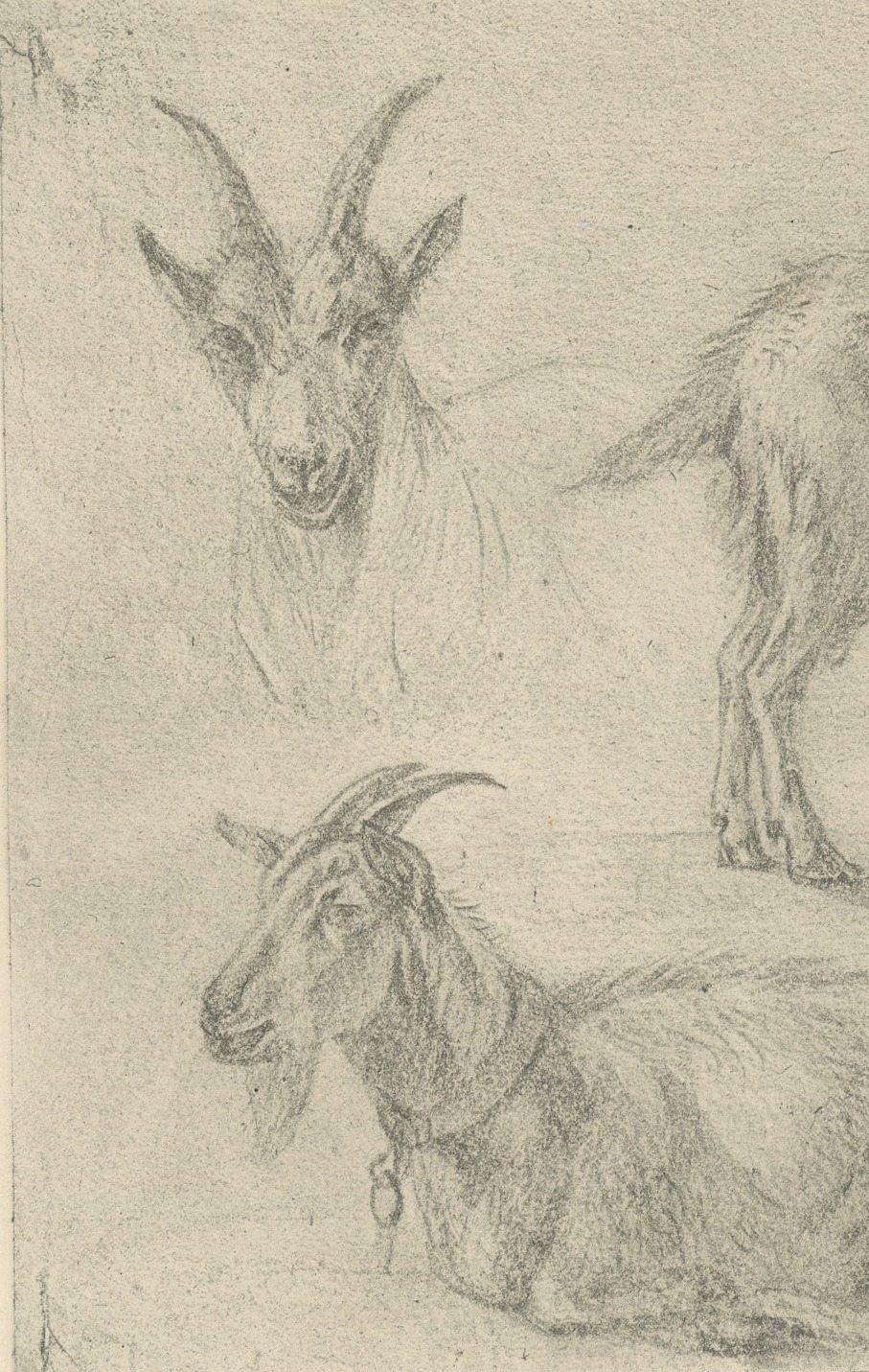 Study of Three Goats, Antique Goupil Photogravure after a Drawing, circa 1880, view 3