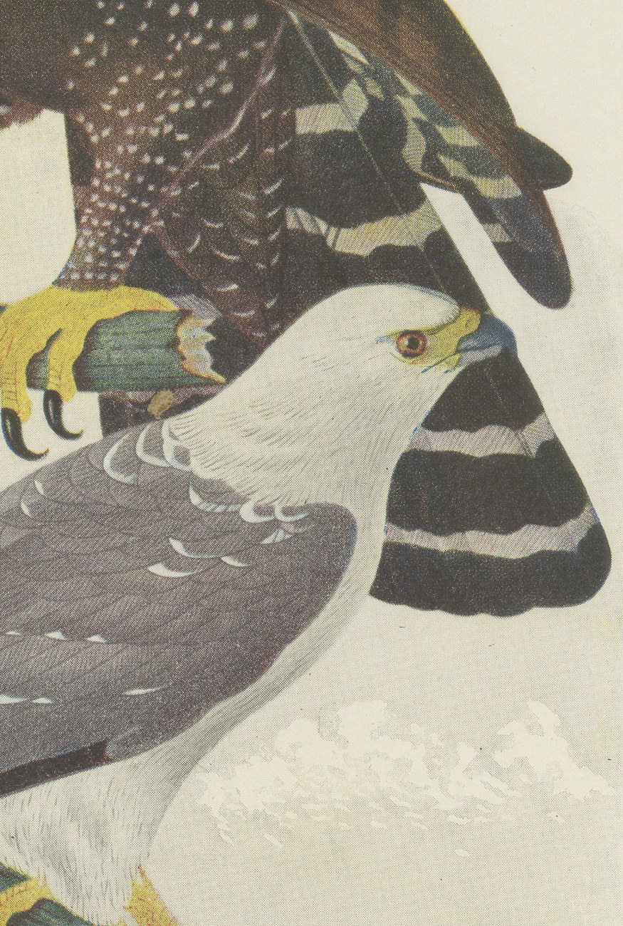 Ornate and Black-and-White Hawk-Eagles, Brazilian Bird Print, Descourtilz, 1944, view 4