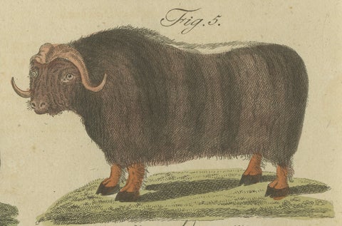 Antique Exotic Cattle, Yak & Buffalo Engraving, Bertuch, c. 1800, close-up 1