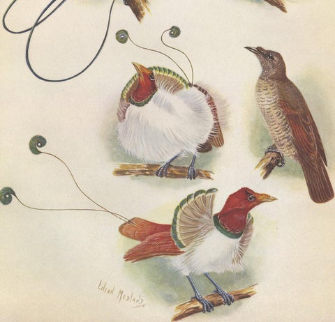 Antique Print of the Magnificent Bird of Paradise and the King Bird of Paradise, view 3