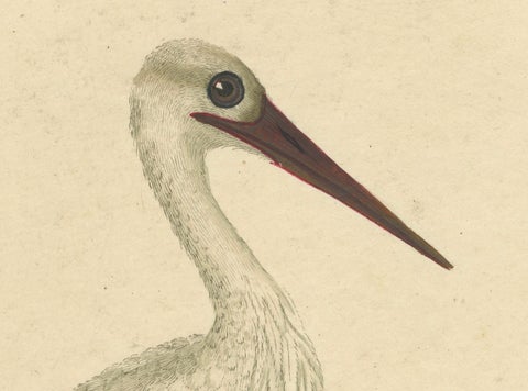 The Elegance of the White Stork Engraved and in Original Hand-Coloring, 1794, close-up 3