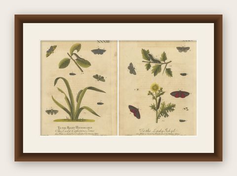 Antique English Moths and Caterpillars on Grass & Flowering Plants, Albin 1720, shown framed