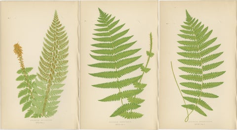 Antique Hand-Colored Fern Prints - Aspidium Aculeatum, Oreopteris & Thelypteris, view 5