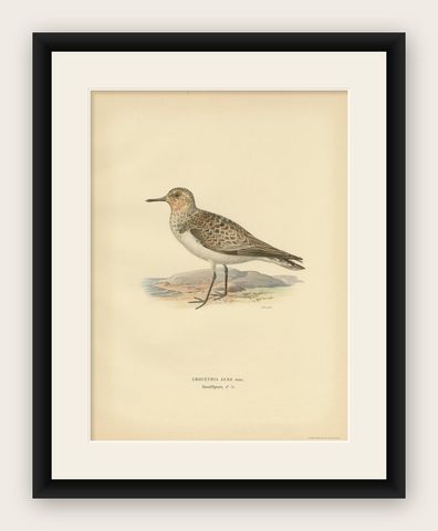 Antique Bird Print of the Sanderling 'Male' by Von Wright, 1929, shown framed