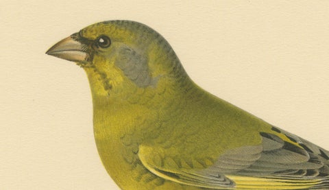European Greenfinch Pair, Swedish Bird Lithograph, Male & Female, 1929, close-up 5