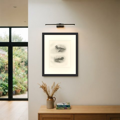 Female Pintail and a Brown Plumaged Duck after Lilian Medland, c. 1909, shown framed on a wall