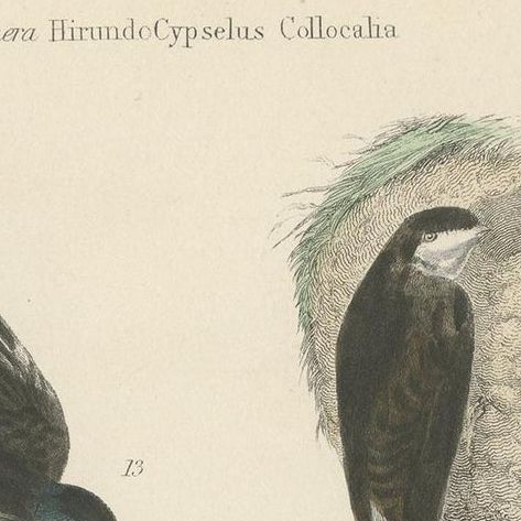 Antique Bird Print of the House Martin and Other Birds by Richardson, circa 1860, close-up 1