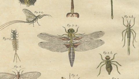 Pair of Antique Dragonfly, Cicada & Exotic Insect Engravings, Bertuch, c.1815, close-up 2