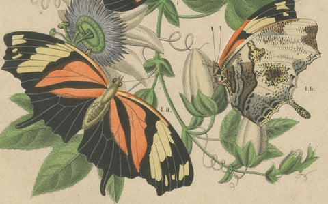 1867 Hand-Colored Lithograph of South American Butterflies and Passionflower, close-up 1