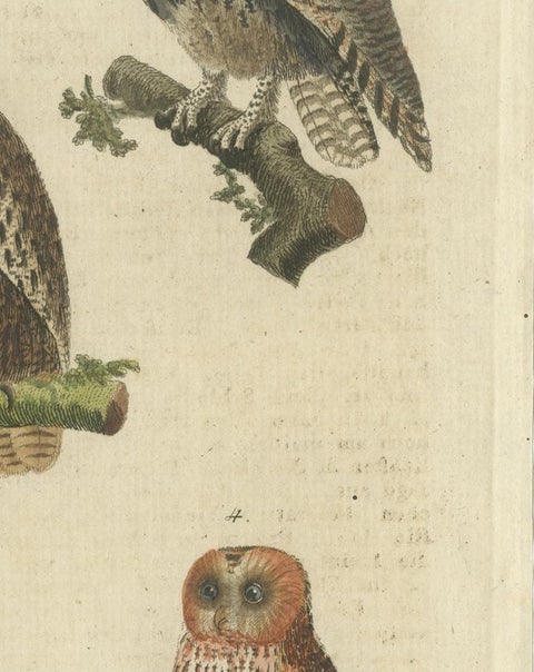 European Owls, Antique Hand-Colored Bird Engraving, Vogel IX, c.1800, view 8