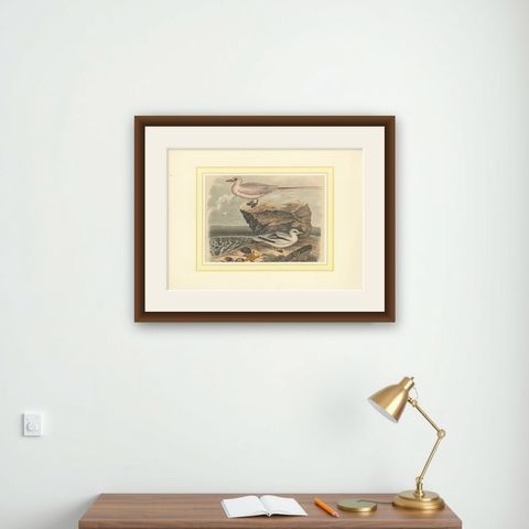 Tropicbirds and Gulls: An 1849 Coastal Encounter - A Hand-Coloured Lithograph, shown framed on a wall