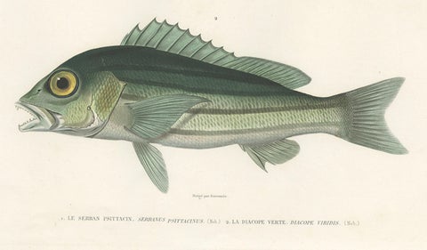 Tropical Fish Engraving, Parrot Hind and Diacope, Paris 1846, close-up 1