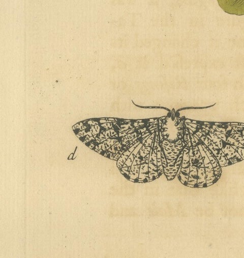 English Moths on Oak & Elm, Hand-Colored Entomology Engraving, Albin 1720, view 5