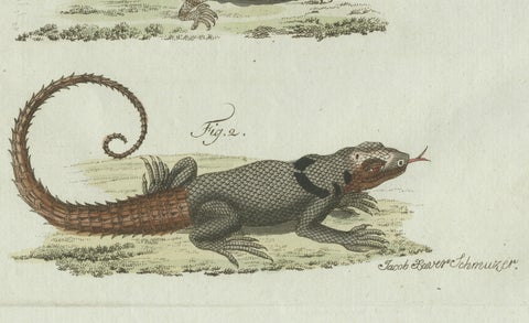 Original Antique Print of Five Exotic Lizards by Bertuch, 1802, close-up 4