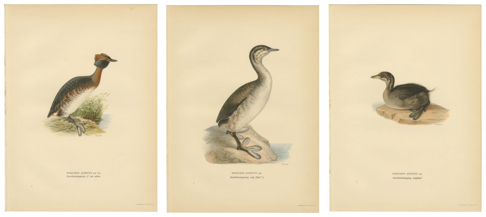 Antique Horned Grebe Bird Lithographs Set of 3, Podiceps Auritus, 1929