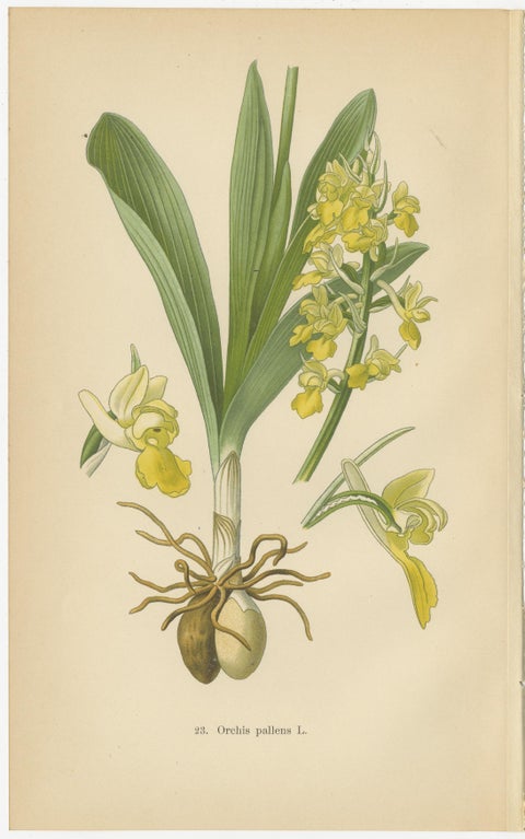 Nature's Masterpieces in Original Antique Print: The Orchids of 1904, view 4