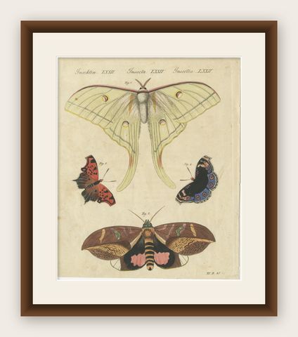 Original Antique Print of Exotic Moths and Butterflies by Bertuch, c. 1820, shown framed