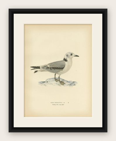 Antique Bird Print of the Black-Legged Kittiwake by Von Wright, 1929, shown framed