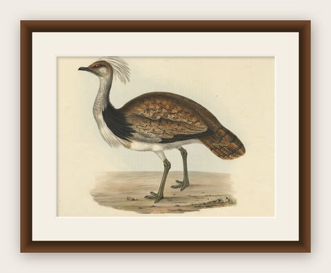 Antique Hand-Coloured Bird Print of the Ruffed Bustard, 1832, shown framed