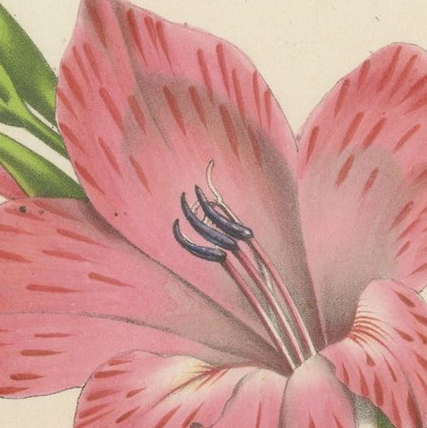 Vibrant Blooms of Sword Lily: Gladiolus Gandavensis Botanical Illustration, 1855, close-up 4