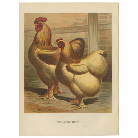 The Majestic Golden Cochinchina: A Rare 19th-Century Poultry Lithograph