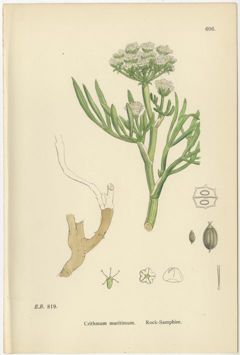 Antique Herb Botanical Prints, Soft Green Palette, Set of Four c.1902, view 2