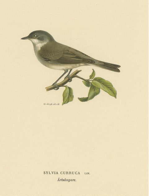 Antique Bird Print of the Lesser Whitethroat by Von Wright '1927', view 4