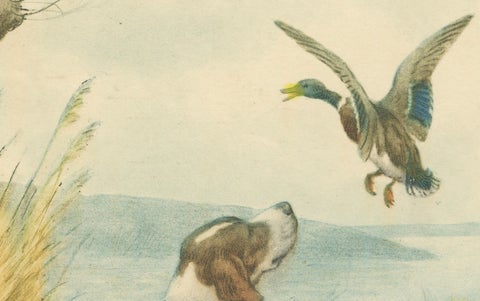 Vintage Hunting Dog Lithograph “Pointer & Mallard” by Paul Wood, New York, 1930, close-up 3