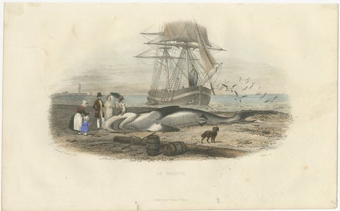 Le Requin (Shark), Hand-Colored Engraving, 1840, view 2