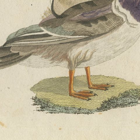 Kingfisher and Mandarin Duck, Antique Bertuch Print, Vienna, circa 1805, close-up 1