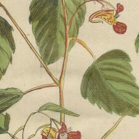 Exotic Wildflower with Butterflies, Rare Botanical Engraving by Meerburgh, 1775, close-up 5