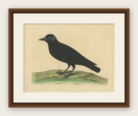 Antique Bird Print of the Western Jackdaw by Albin 'circa 1738', shown framed