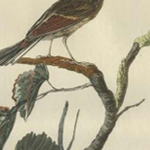 Ortolan Bunting, Antique Dutch Bird Print by Sepp & Nozeman, 1789, close-up 5