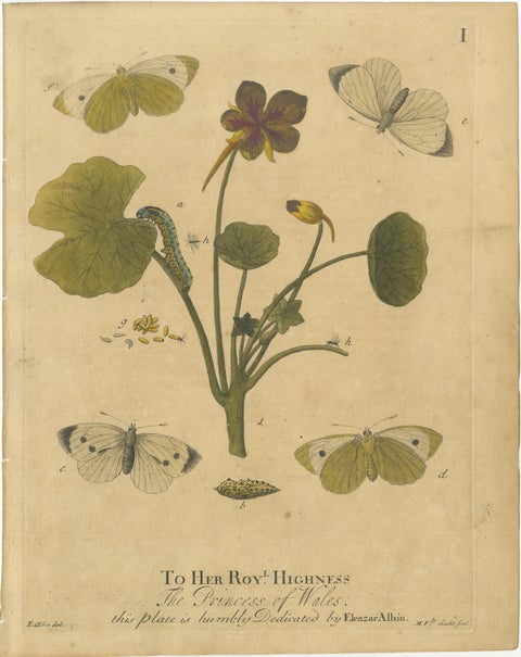 Early English Butterflies, Large White, Peacock & Red Admiral, Albin 1720, view 2