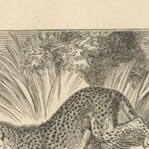 Antique Print of a Cheetah, 1835, close-up 1