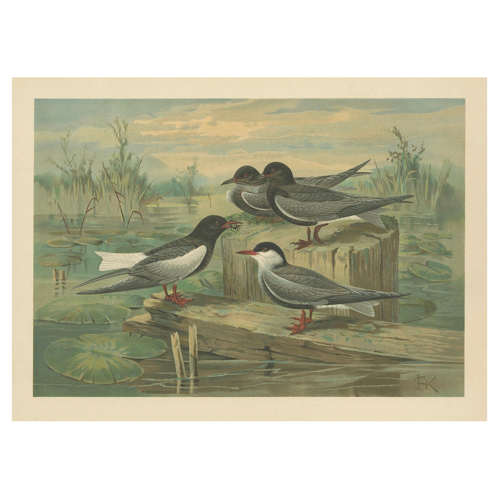 Antique Bird Print of Black Terns in Marsh Landscape, 19th Century
