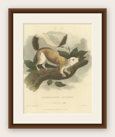 Antique Print with Hand Coloring of a Black Giant Squirrel, shown framed