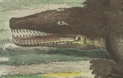 Antique Handcolored Engraving of Nile and Marsh Crocodiles, c.1800, close-up 1