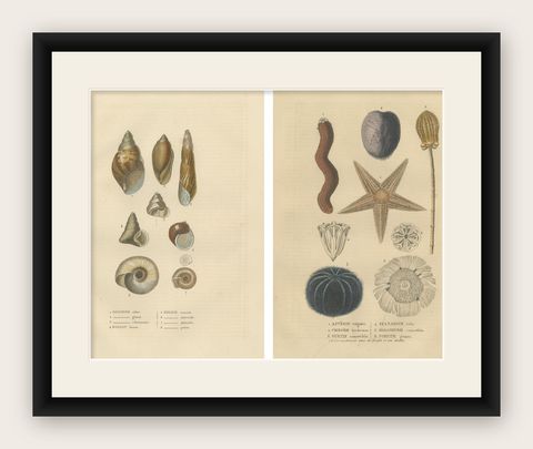 Sea Splendor: A Tapestry of Marine Life in the Mid-19th Century, 1845, shown framed
