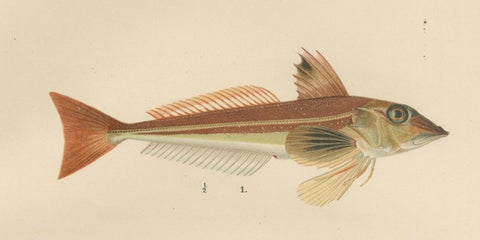 Gurnard, Butterfish, Blenny and Eelpout - 1895 Scandinavian Fish Lithograph, close-up 4