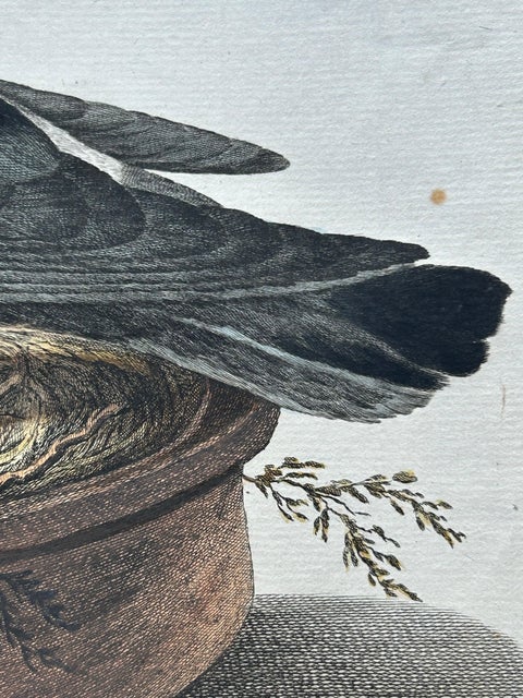 Rock Dove or Common Pigeon, Hand-Coloured Engraving with Dutch Text, 1770–1829, view 8
