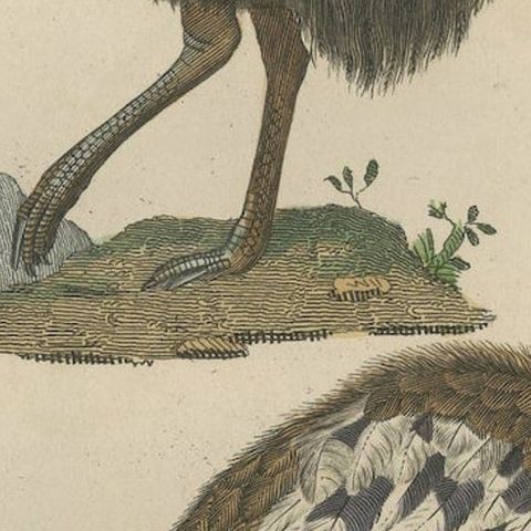 Decorative Old Hand-Colored Bird Print of an Ostrich and Cassowary, close-up 3