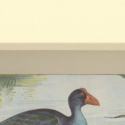 Antique Bird Print of a Purple Swamphen, close-up 1