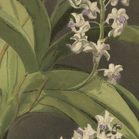 Antique Botanical Print, Lavender-White Orchid Saccolabium coeleste, ca.1888, close-up 6