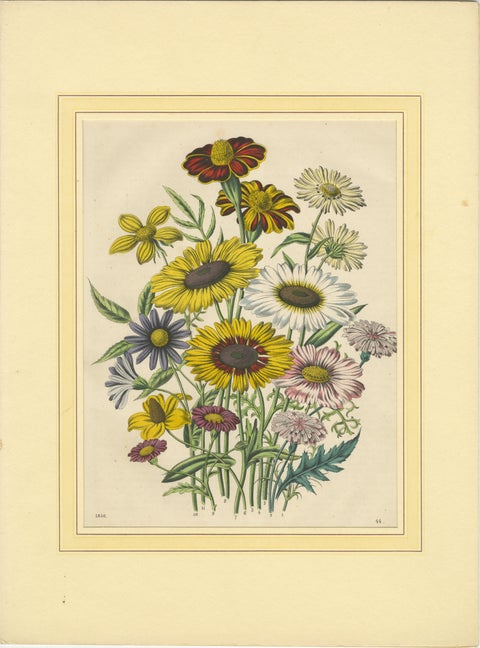 Set of Four Colorful Botanical Flower Prints from Book of Worlds, circa 1850, view 2
