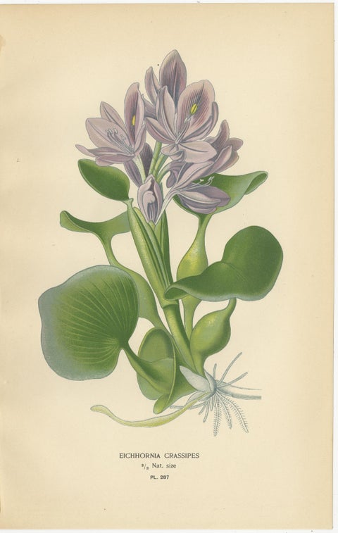 Antique Botanical Prints of Tulips & Water Hyacinth, Set of Three, c.1897, view 4
