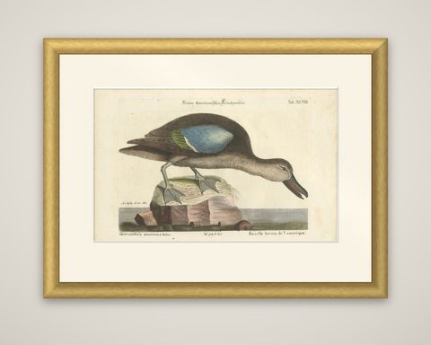 Hand-Colored Engraving of the American Blue-Winged Teal by Seligmann, ca.1770, shown framed